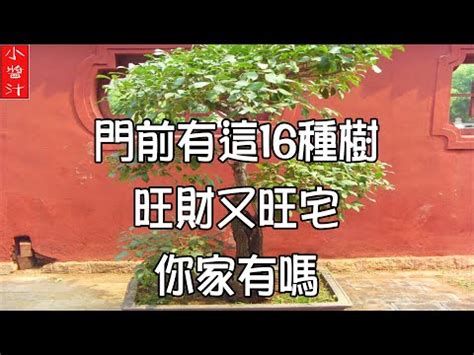 屋後有大樹|屋後有樹風水大揭秘！